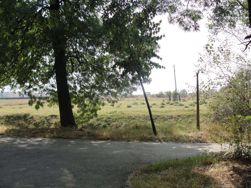 asphalt path near grassy field