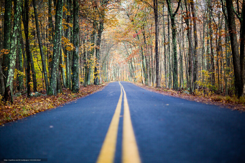 Asphalt Road in Forest — Blue, Serene, Autumn