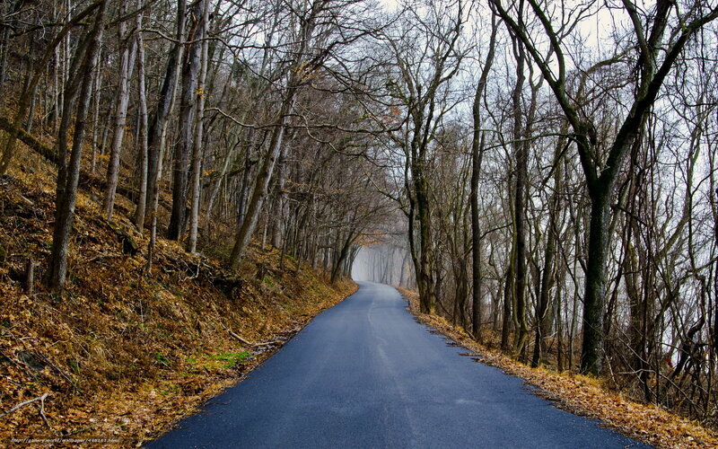 Asphalt Road in Forest — Gray