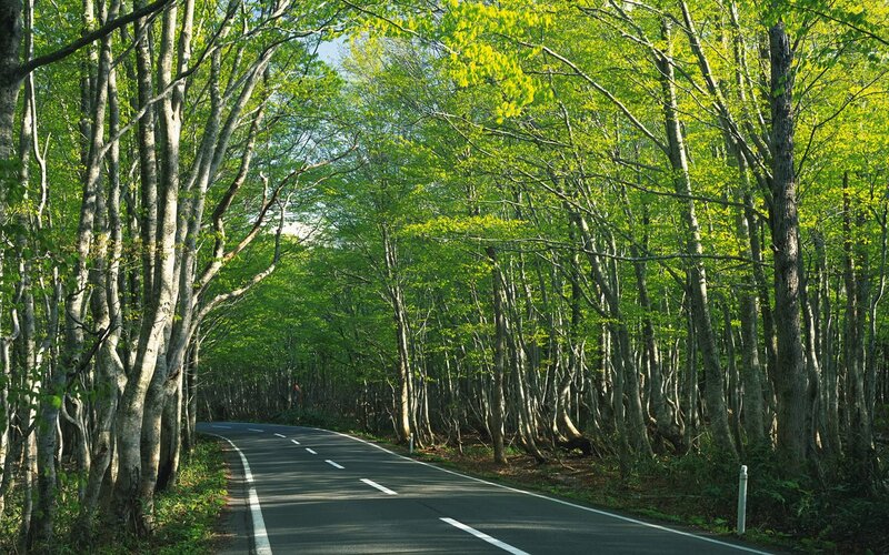 Asphalt Road in Forest — Green, Serene, Afternoon, Photograph, Trees, Gray