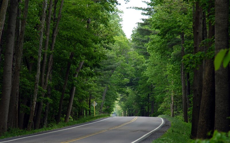 Asphalt Road in Forest — Green, Serene, Afternoon, Photograph, Trees, Sign