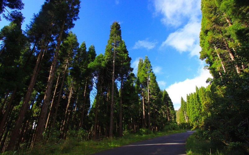 Asphalt Road in Forest — Green, Serene, Afternoon, Photograph, Trees, Sky