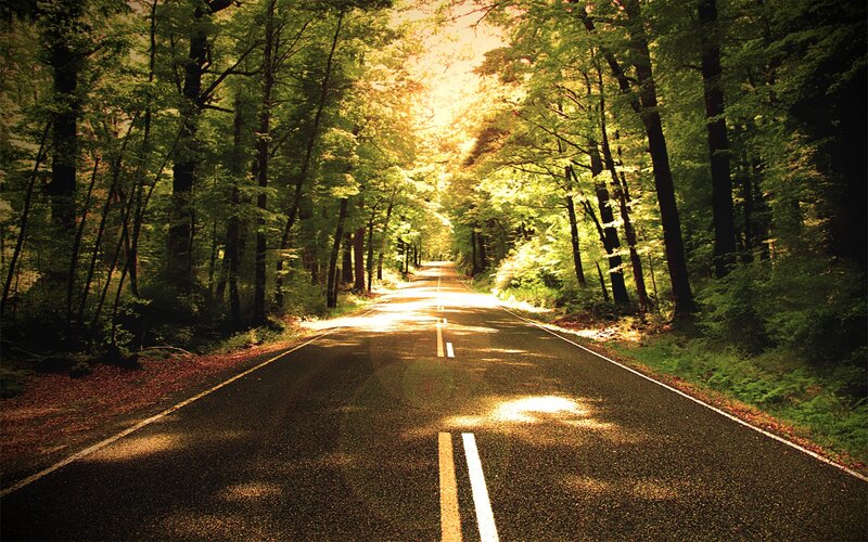 Asphalt Road in Forest — Green, Serene, Afternoon, Photograph, Trees, Sunlight