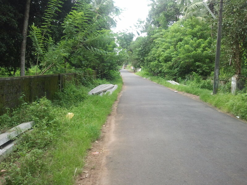 Asphalt Road in Forest — Green, Serene, Afternoon, Photograph, Trees, Wall