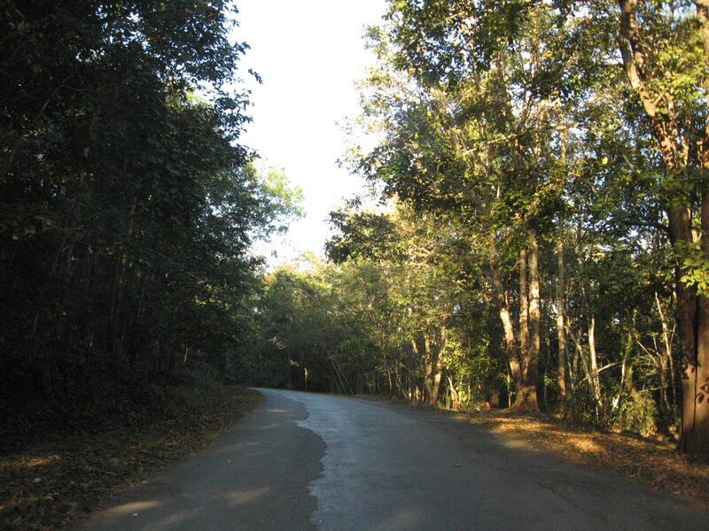 Asphalt Road in Forest — Green, Serene, Afternoon
