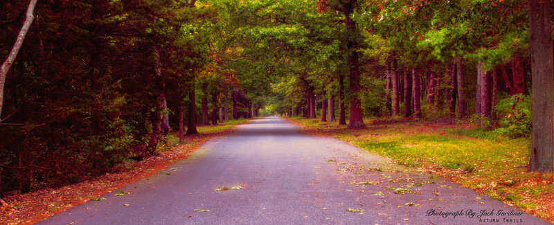 Asphalt Road in Forest — Green, Serene, Autumn, Photograph