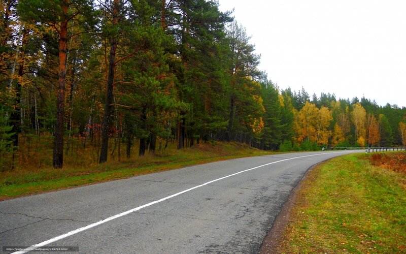 Asphalt Road in Forest — Green, Serene, Autumn, Photograph, Trees, Grass
