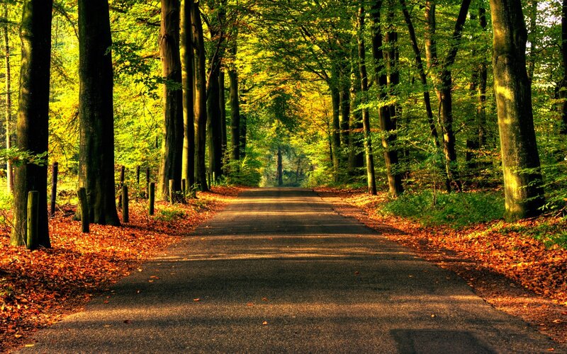 Asphalt Road in Forest — Green, Serene, Autumn, Photograph, Trees, Leaves, Sunlight, Brown