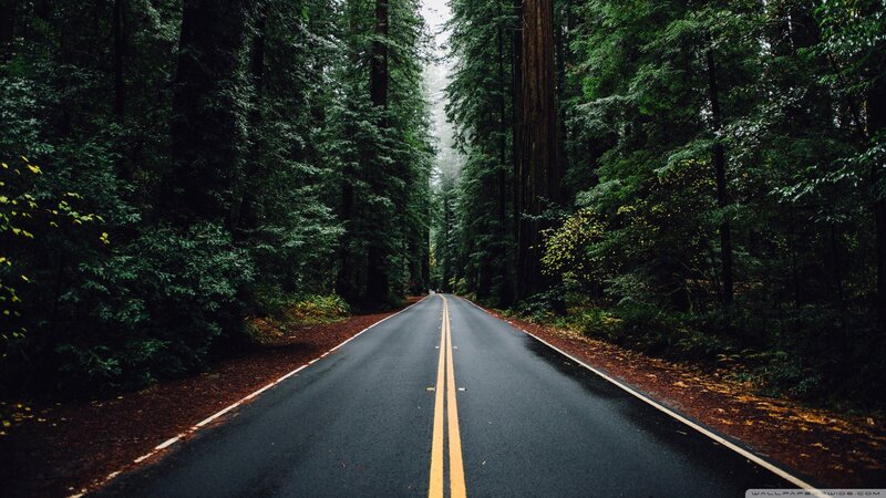 Asphalt Road in Forest — Green, Serene, Autumn, Photograph, Trees, Yellow Lines