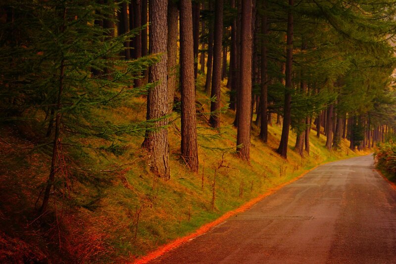 Asphalt Road in Forest — Green, Serene, Autumn