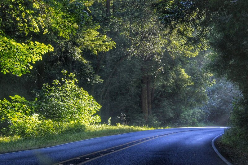 Asphalt Road in Forest — Green, Serene, Morning, Photograph