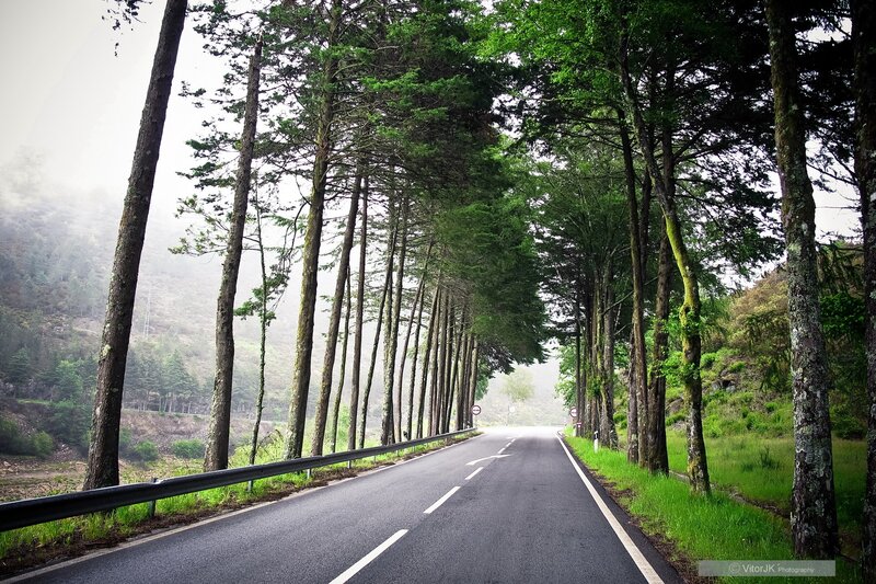 Asphalt Road in Forest — Green, Serene, Morning, Photograph, Trees