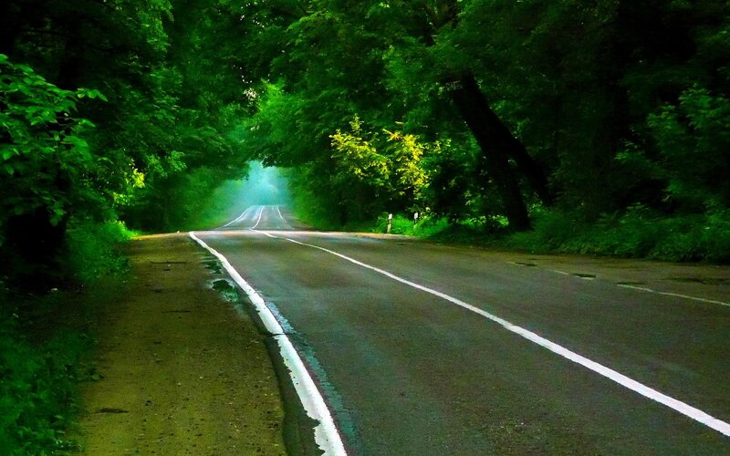 Asphalt Road in Forest — Green, Serene, Morning
