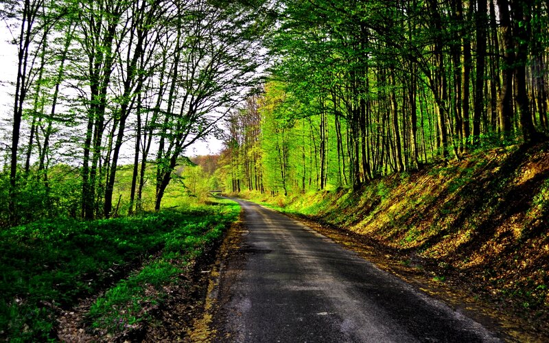 Asphalt Road in Forest — Green, Serene, Spring, Photograph