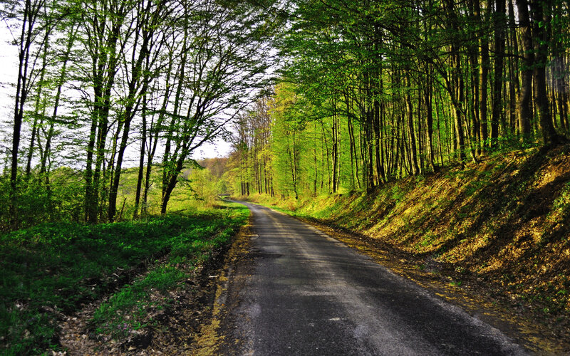 Asphalt Road in Forest — Green, Serene, Spring