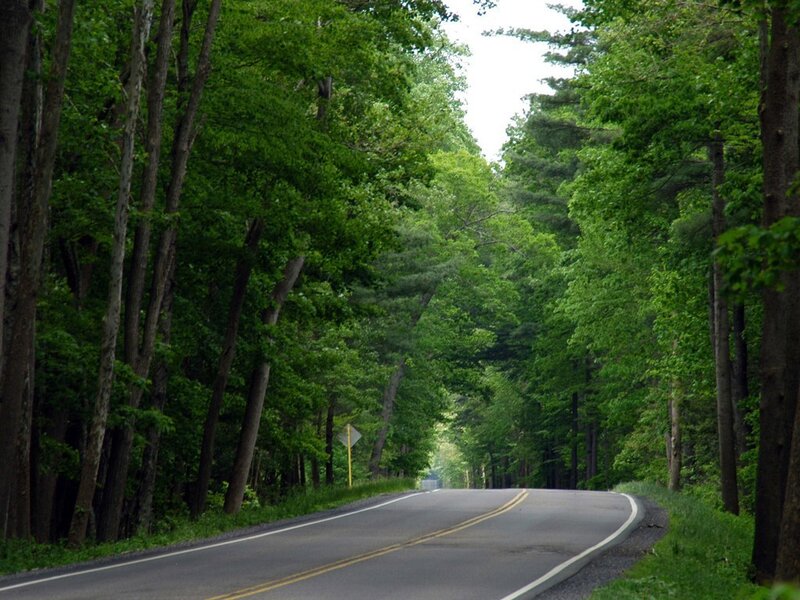 Asphalt Road in Forest — Green, Serene, Summer, Photograph, Trees