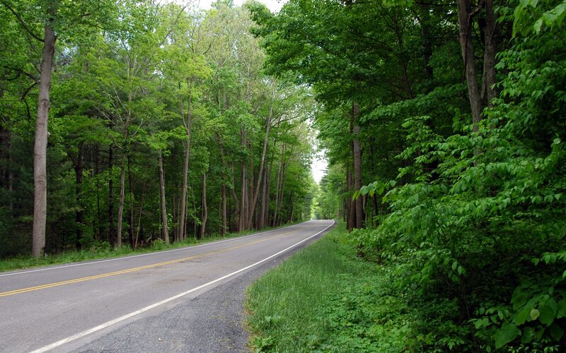 Asphalt Road in Forest — Green, Serene, Summer