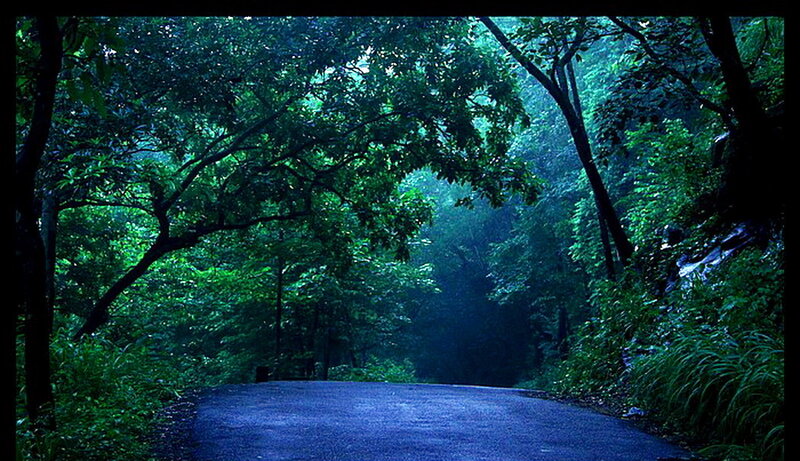 Asphalt Road in Forest — Green, Serene