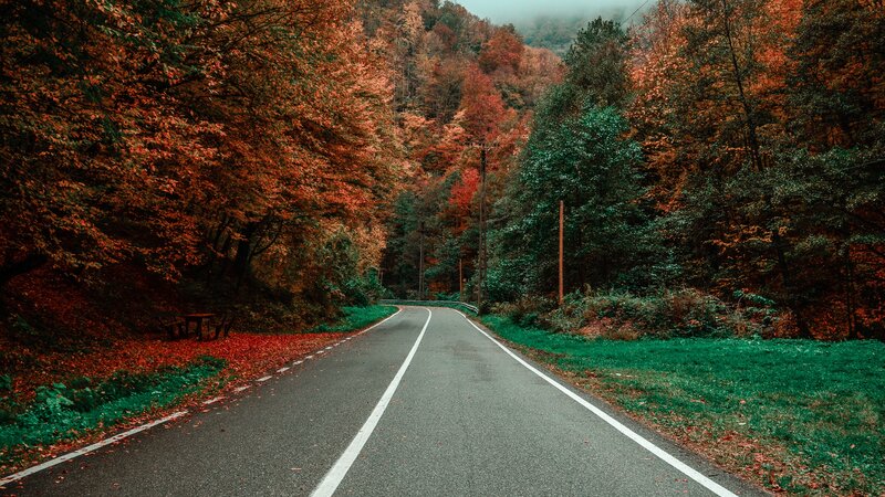 Asphalt Road in Forest — Red, Serene