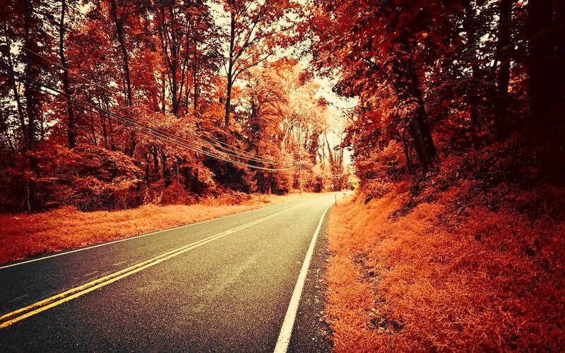 Asphalt Road in Forest — Red