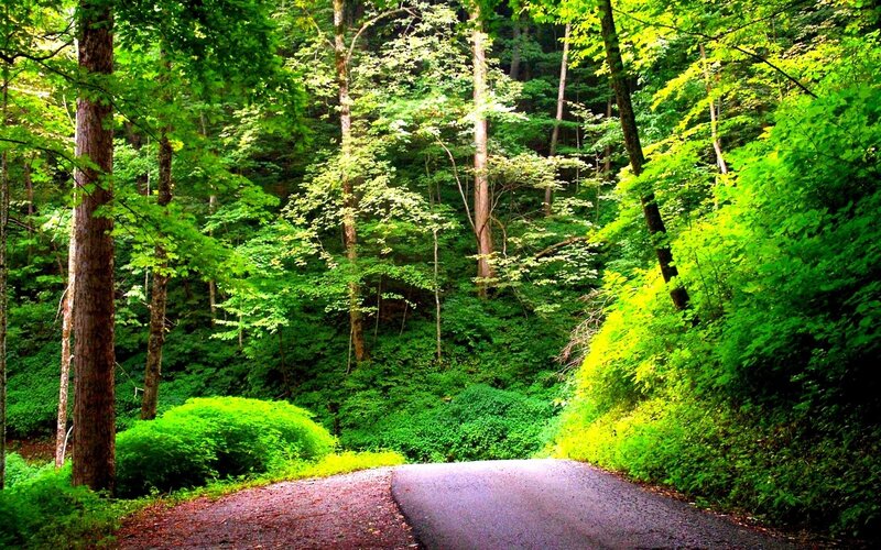 Asphalt Road in Forest