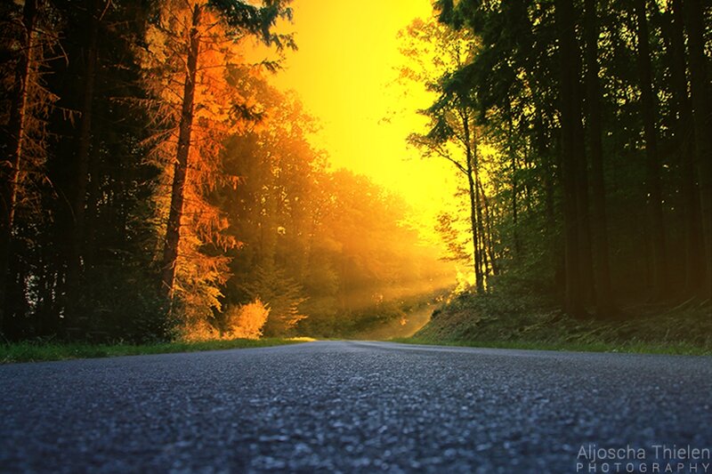 Asphalt Road in Forest — Yellow