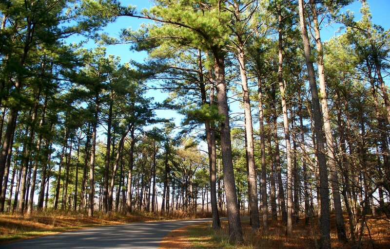 Asphalt Road in Pine Forest