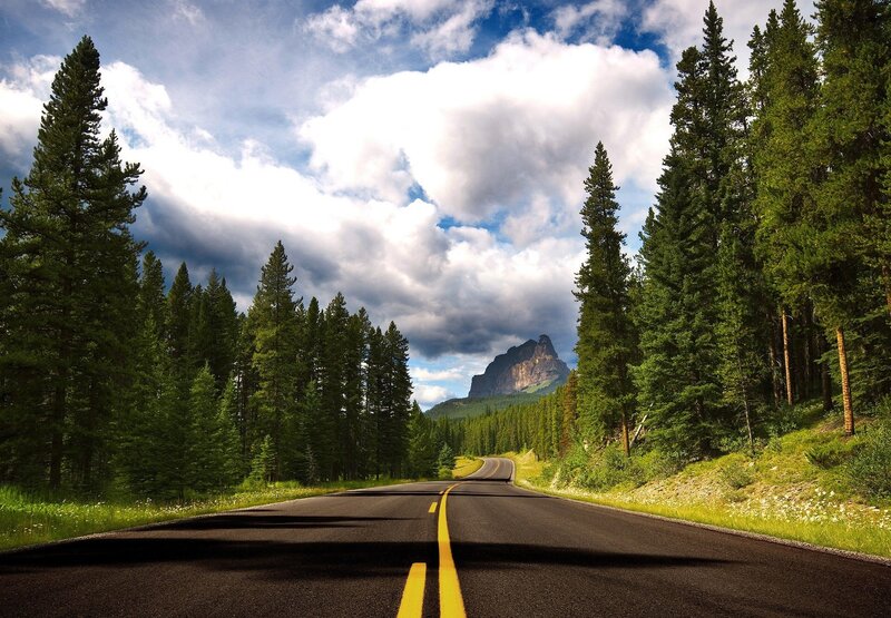 Asphalt Road Through Forest — Green, Serene, Afternoon