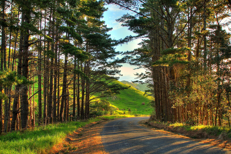Asphalt Road Through Forest — Green, Serene