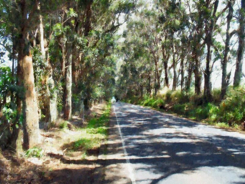 Asphalt Road Through Forest — Green