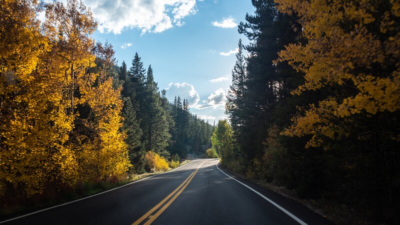 Asphalt Road Through Forest — Yellow