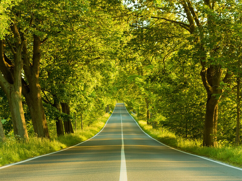Asphalt Road Through Trees — Grass