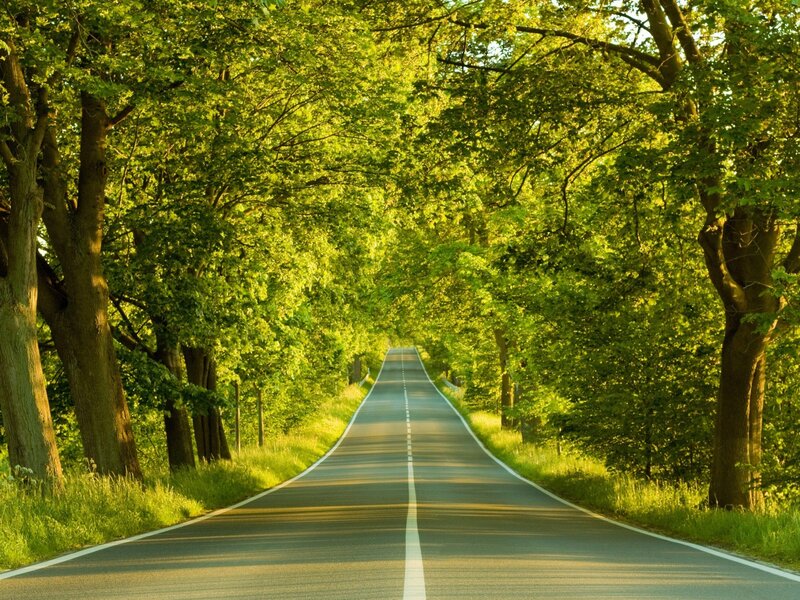 Asphalt Road Through Trees — Green, Serene, Afternoon, Photograph, Grass