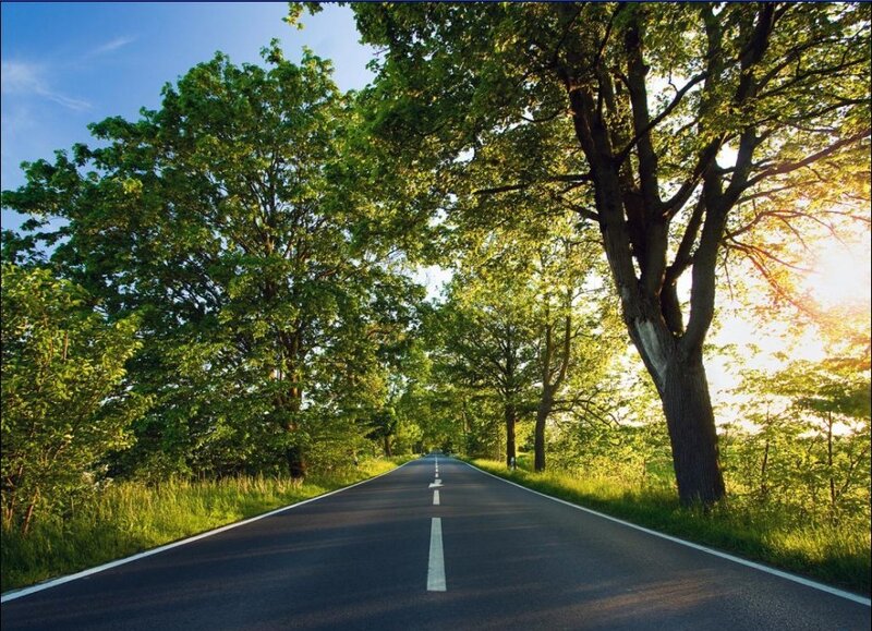 Asphalt Road Through Trees — Green, Serene, Afternoon, Photograph, Sky, Blue