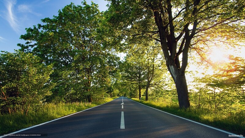 Asphalt Road Through Trees — Green, Serene, Afternoon, Photograph, Sunlight, Grass