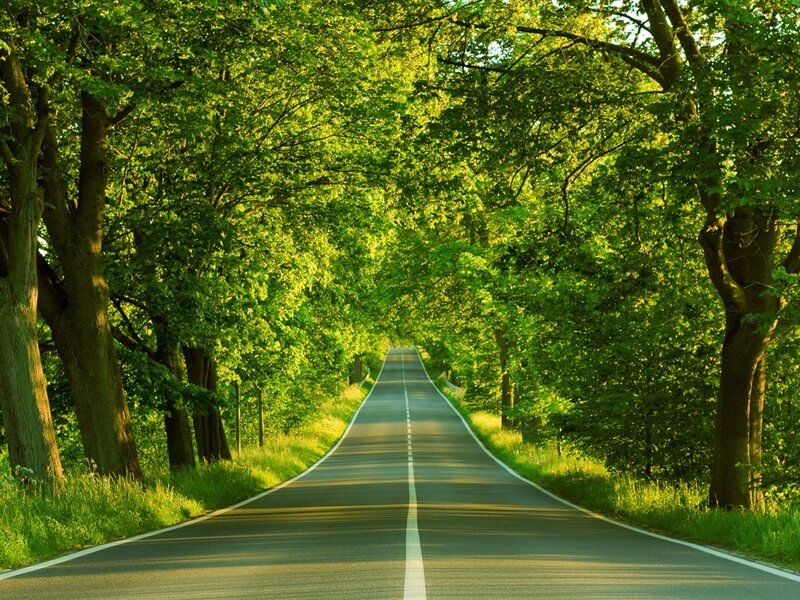 Asphalt Road Through Trees — Green, Serene