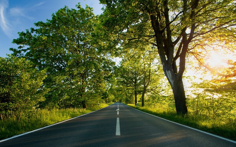 Asphalt Road Through Trees — Green