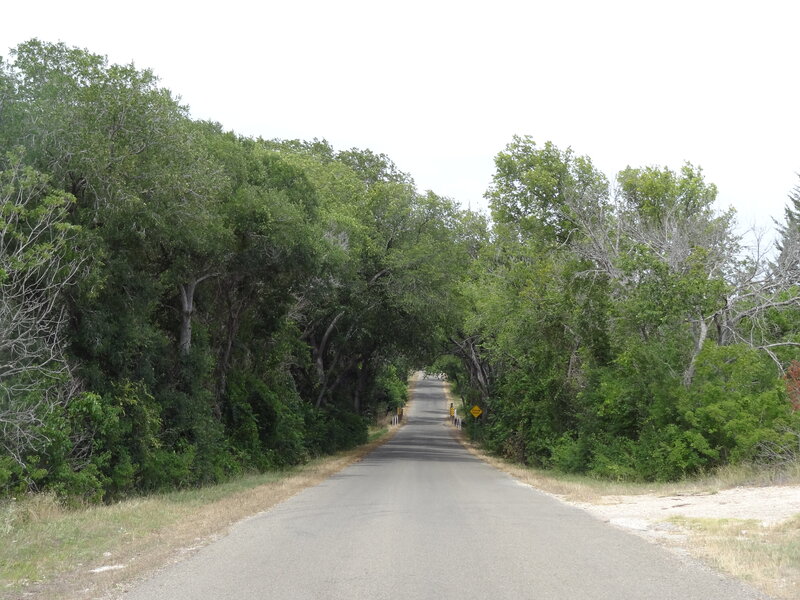 Asphalt Road under Trees — Green, Calm