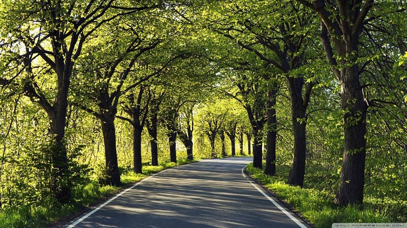 Asphalt Road under Trees — Green, Serene, Afternoon
