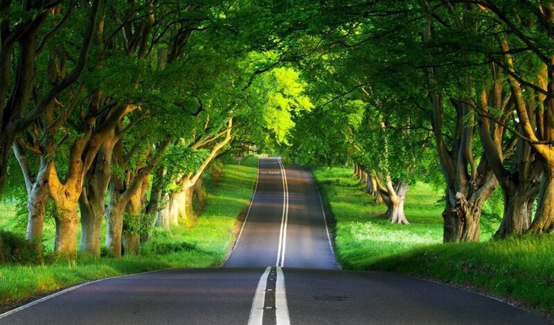 Asphalt Road under Trees — Green, Serene