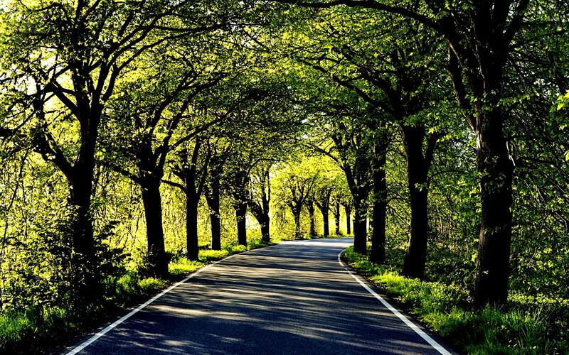 Asphalt Road under Trees — Green