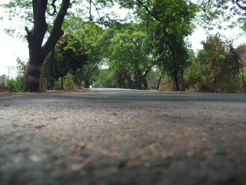 asphalt road under trees