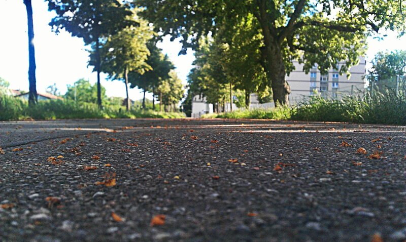 asphalt road with fallen leaves