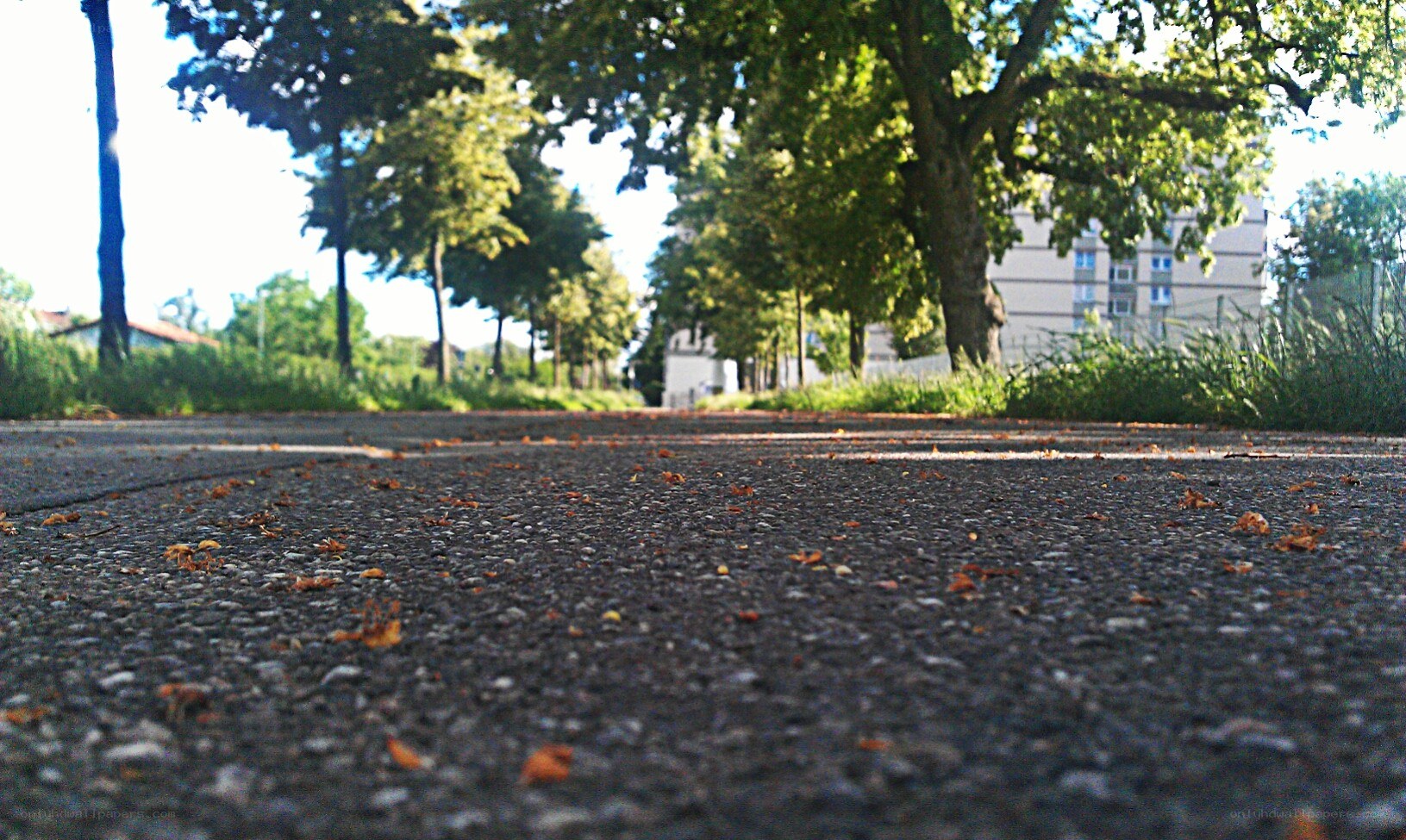 asphalt road with fallen leaves