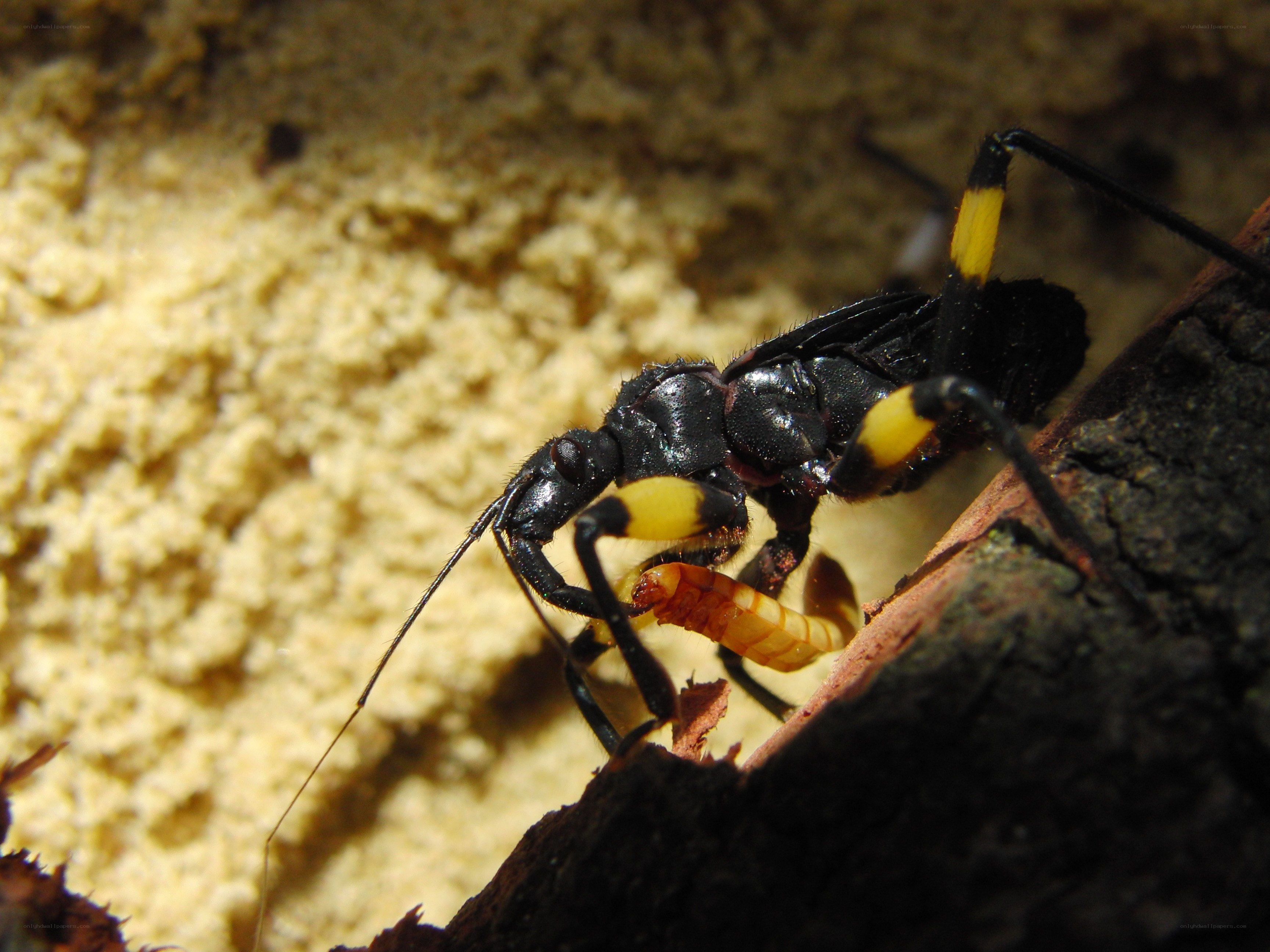 assassin bug feeding on larva