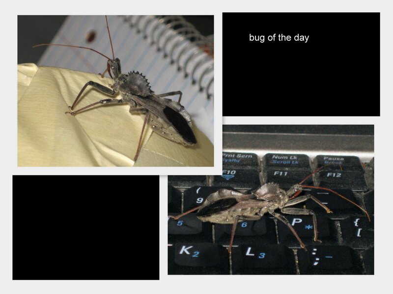 Assassin Bug