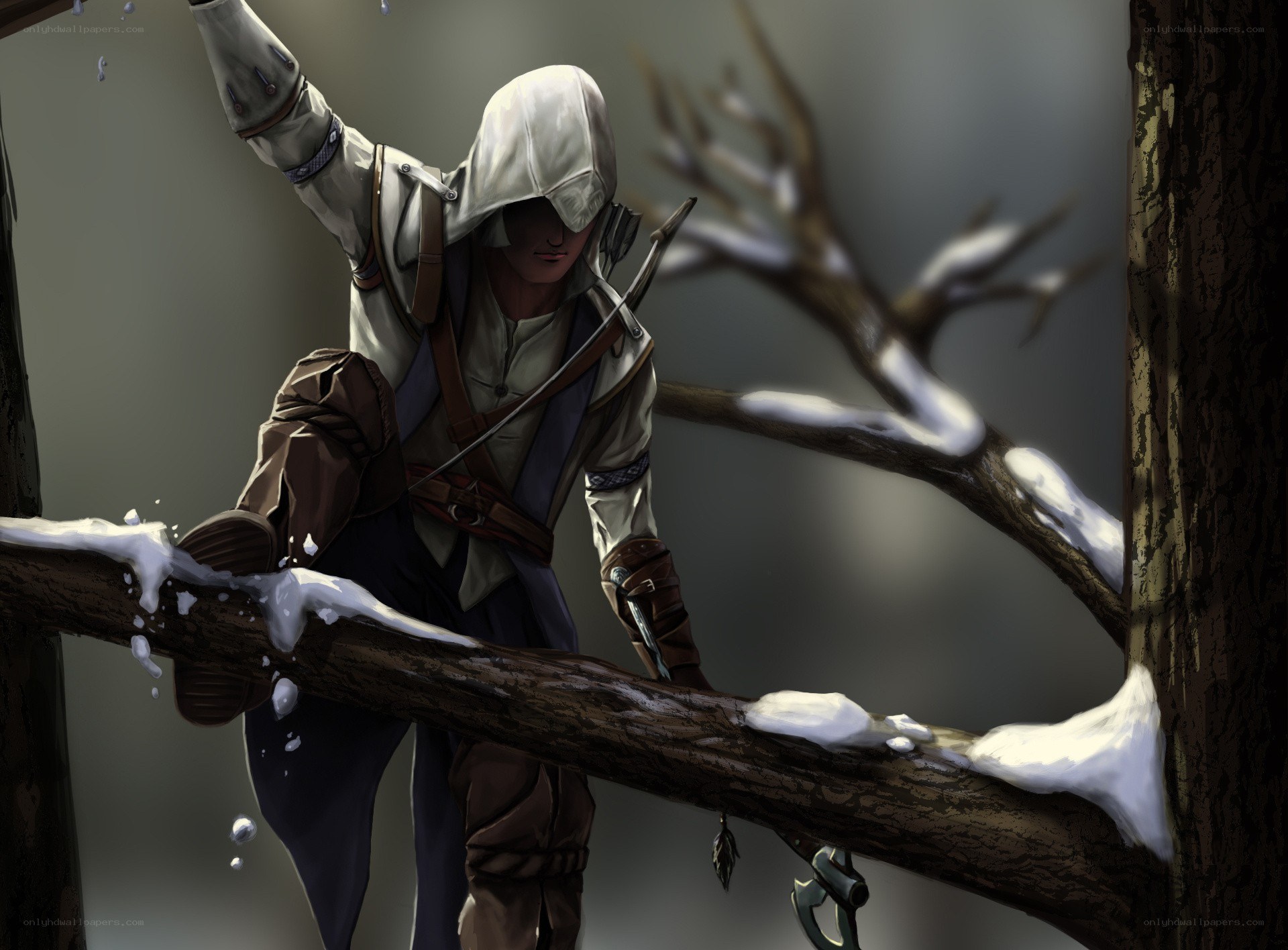 Assassin on a snowy branch