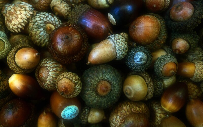 Assorted Acorns in Pile