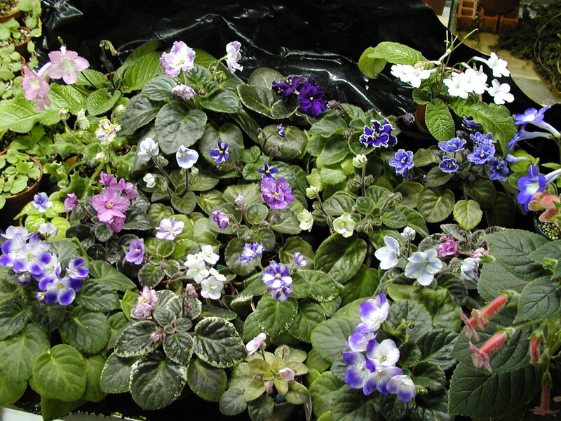 Assorted African violets
