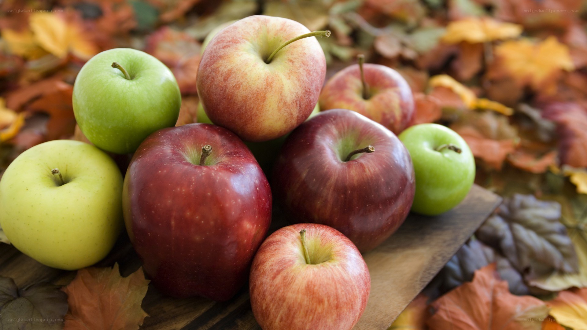Assorted apples on autumn leaves